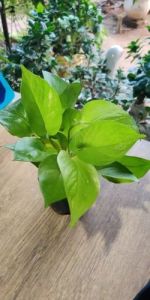 Golden Money Plants
