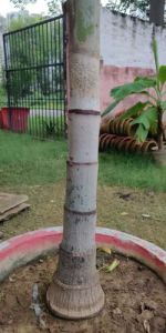 Foxtail Palm Tree