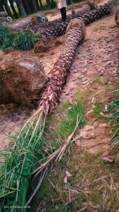 Phoenix Dactylifera Palm Tree