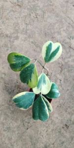 Hoya Kerrii Heart Hoya Plants