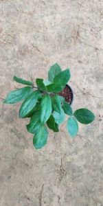 Zamioculcas Zamiifolia Plants