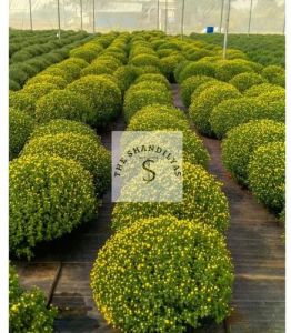 Chrysanthemum Plants