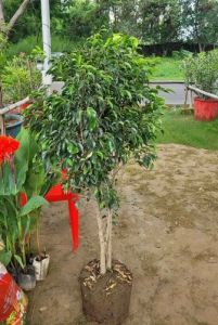 Ficus Blackiana Plants