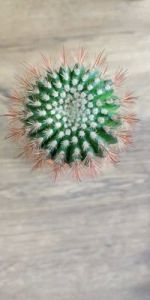 Grafted Cactus Plants