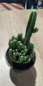 Tower Cactus Plants