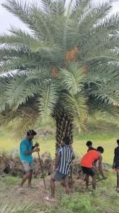 Date Palm Tree
