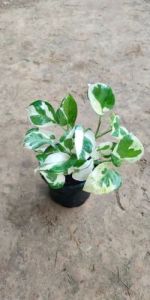 Marble Money Plants