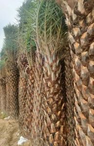 Phoenix Dactylifera Palm Tree