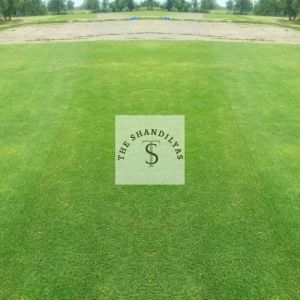 Bermuda Grass Carpet