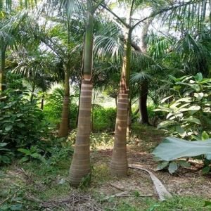 Bottle Palm Tree