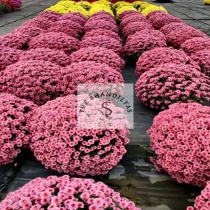 Chrysanthemum Plants