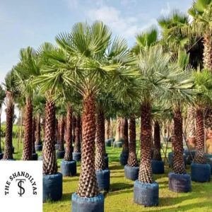 Copernicia Alba Palm Tree