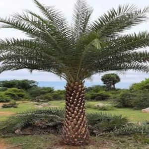 Date Palm Tree