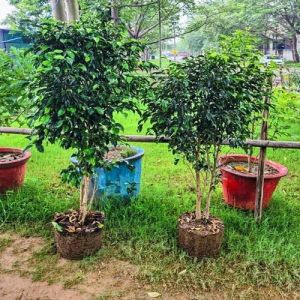 Ficus Blackiana Plants