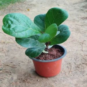 Ficus Lyrata Fiddle Plants