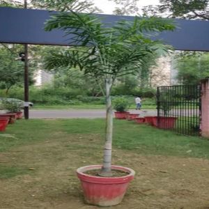 Foxtail Palm Tree