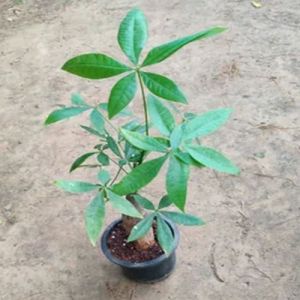 Pachira Bonsai Plants