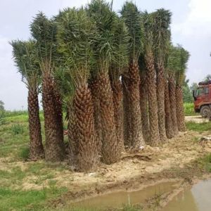 Phoenix Dactylifera Palm Tree