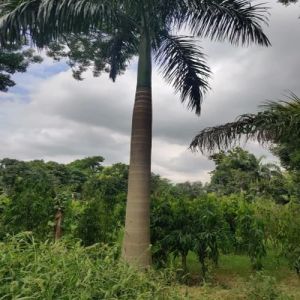 Royal Palm Tree