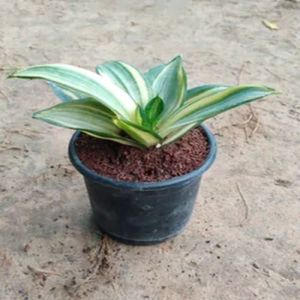 Sansevieria Plants