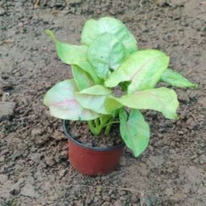 Syngonium Green Miniature Plants