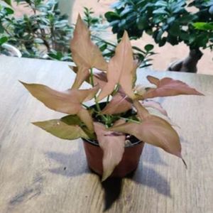 Syngonium Pink Miniature Plants