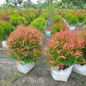 Syzygium Plants