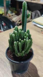 Tower Cactus Plants