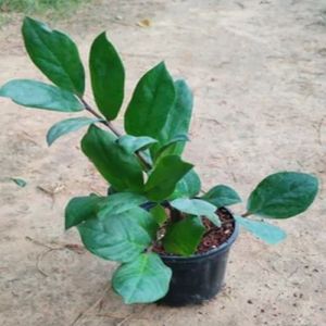 Zamioculcas Zamiifolia Plants