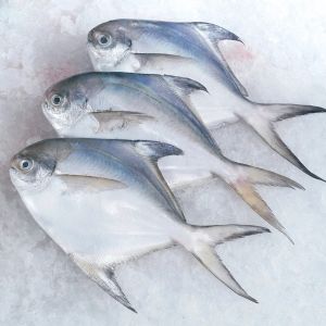 Frozen Pomfret Fish