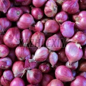Fresh Onion