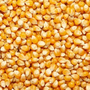 Yellow Maize Seeds