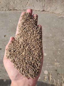 Cumin Seed Jeera