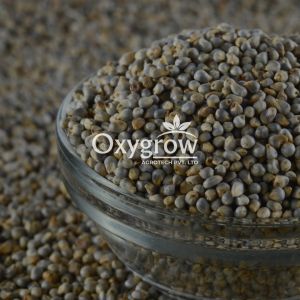 Pearl Millet