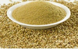 Dehydrated Coriander Powder