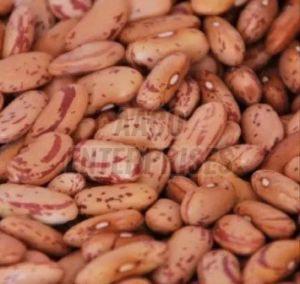 Kidney Beans