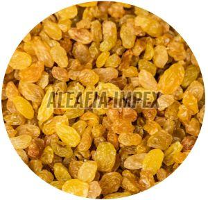 Yellow Raisins