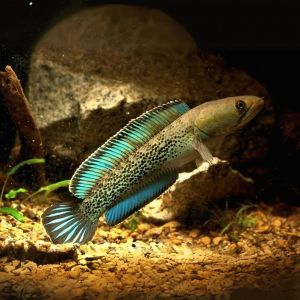 Channa Stewartii Karbi Aquarium Fish