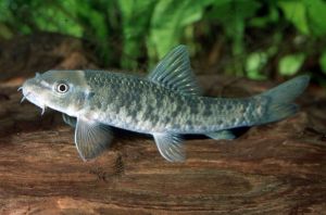 Garra Rufa Aquarium Fish