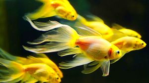 Gold Aquarium Fish