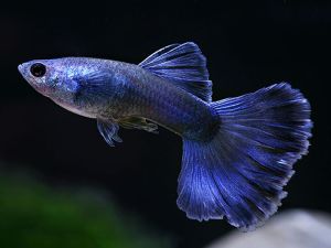 Guppy Aquarium Fish