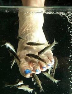 Pedi Aquarium Fish