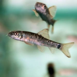 Spa Aquarium Fish