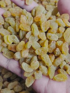 Indian Golden Jumbo Raisins