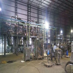 Green Coffee Bean Extract Plant