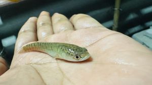 2 Inch Murrel Fish Seeds