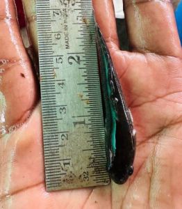 3 Inch Murrel Fish Seeds