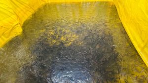 4 Inch Murrel Fish Seeds