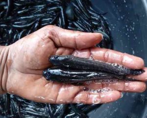 4 Inch Murrel Fish Seeds
