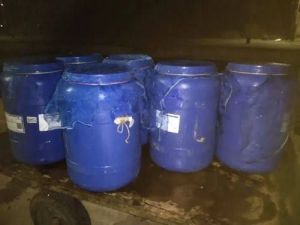 6 Inch Murel Fish Seeds